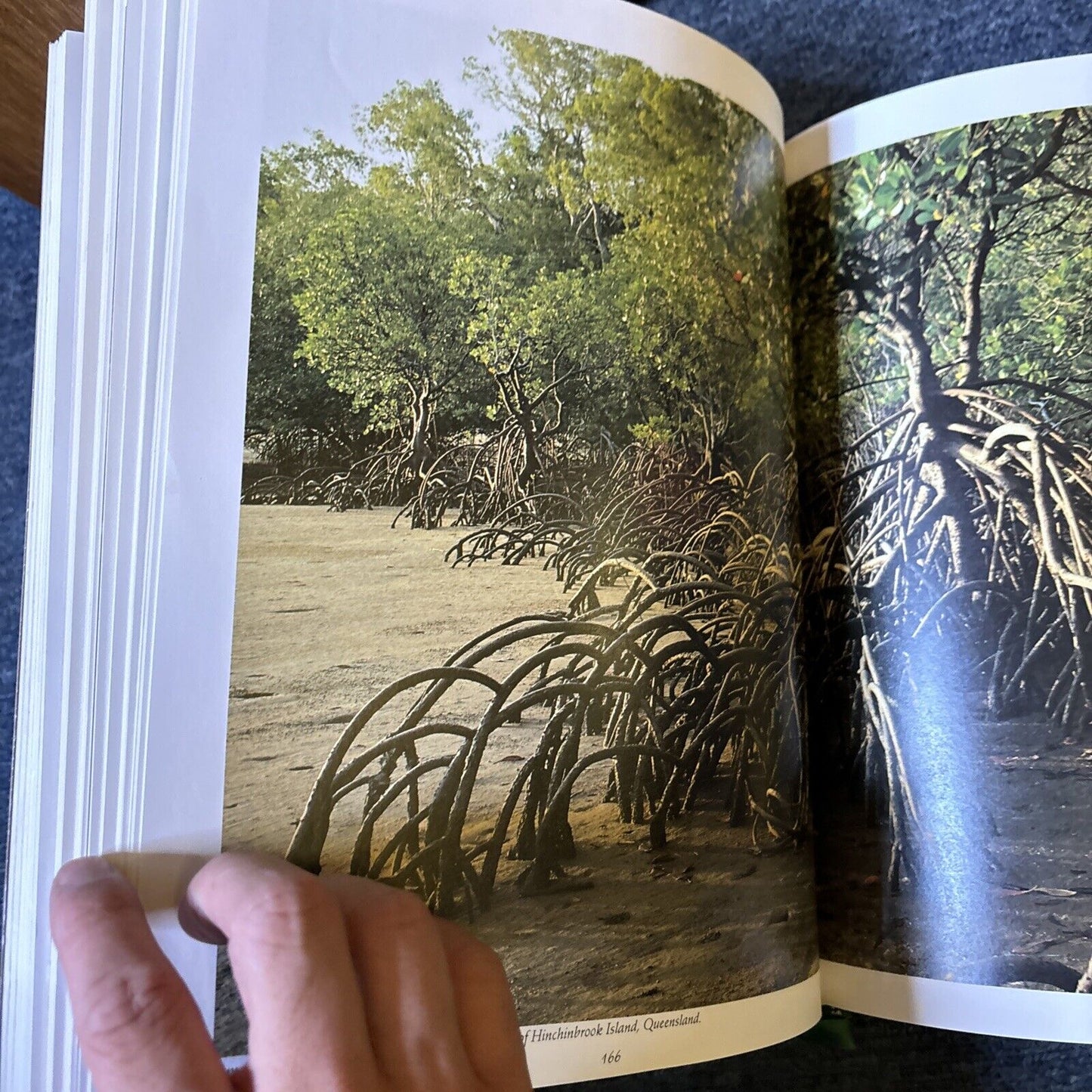 Blooms of the Australian Wilderness by Leo Meier Dennis Hearne 1984 Hardcover