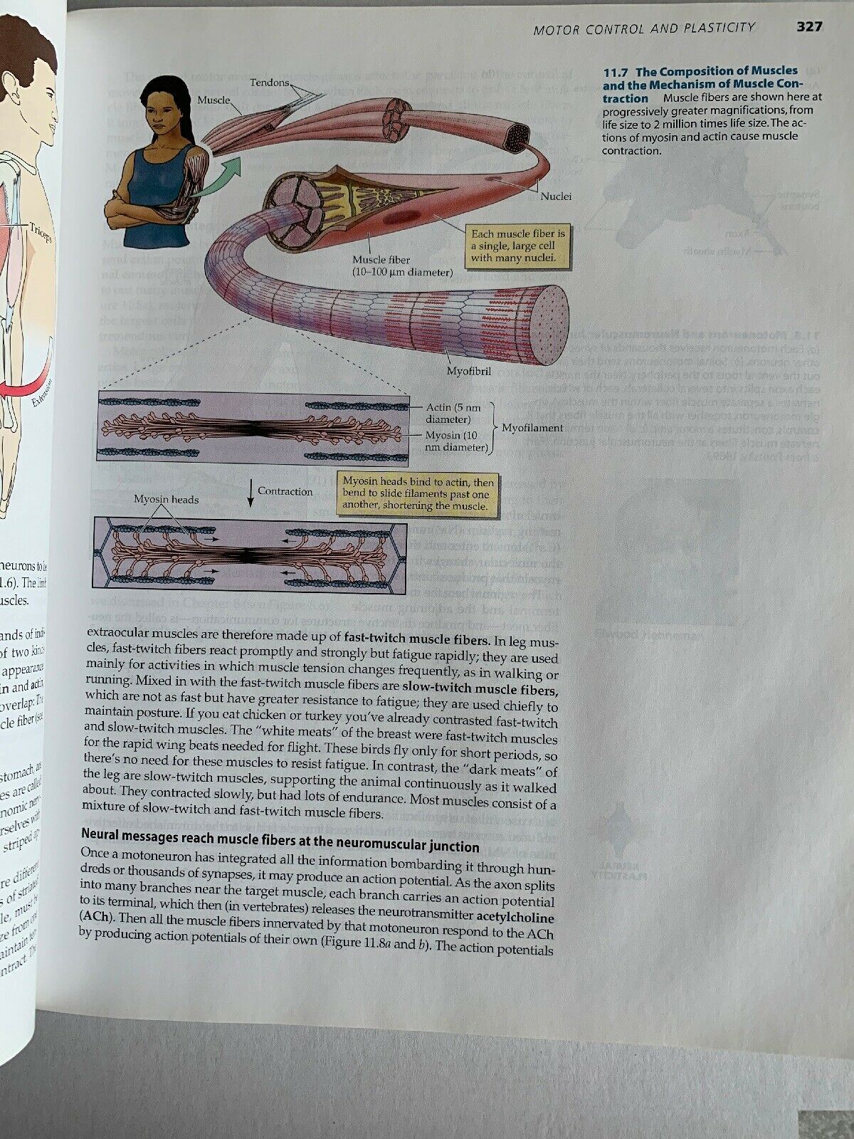 Biological Psychology by S. Marc Breedlove, Mark R. Rosenzweig, Neil V....
