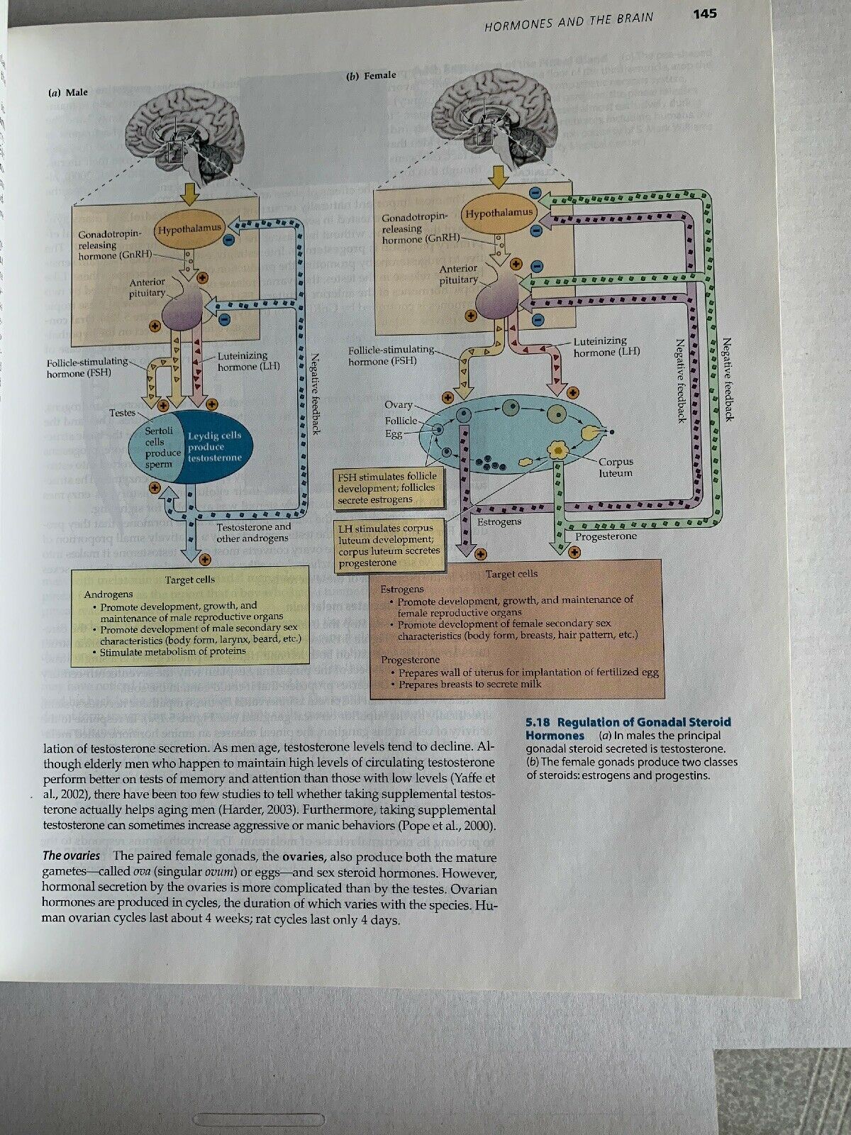 Biological Psychology by S. Marc Breedlove, Mark R. Rosenzweig, Neil V....