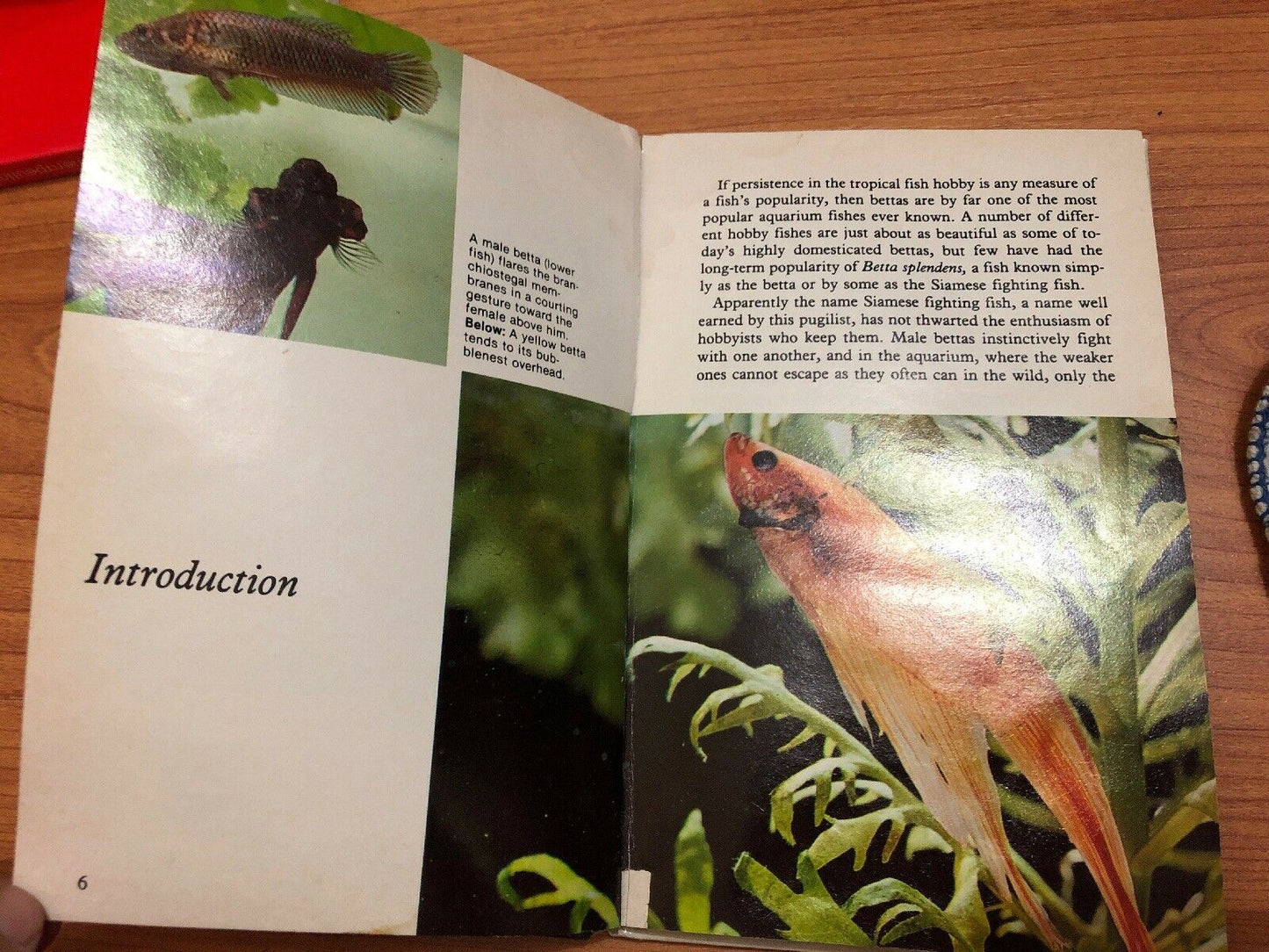 Bettas by Ostrow Marchall Hardback