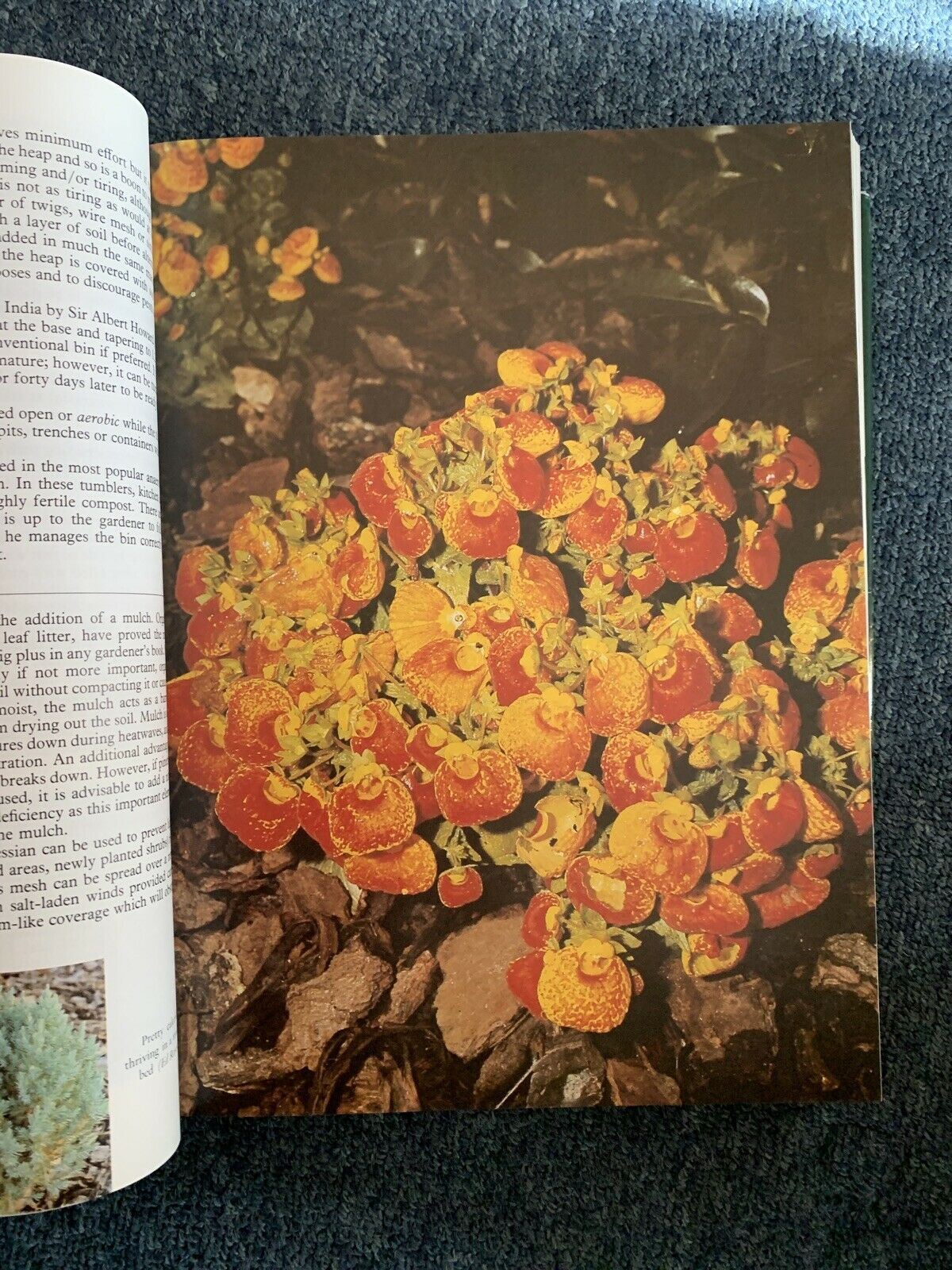 The Complete Australian Gardener by Bay Books