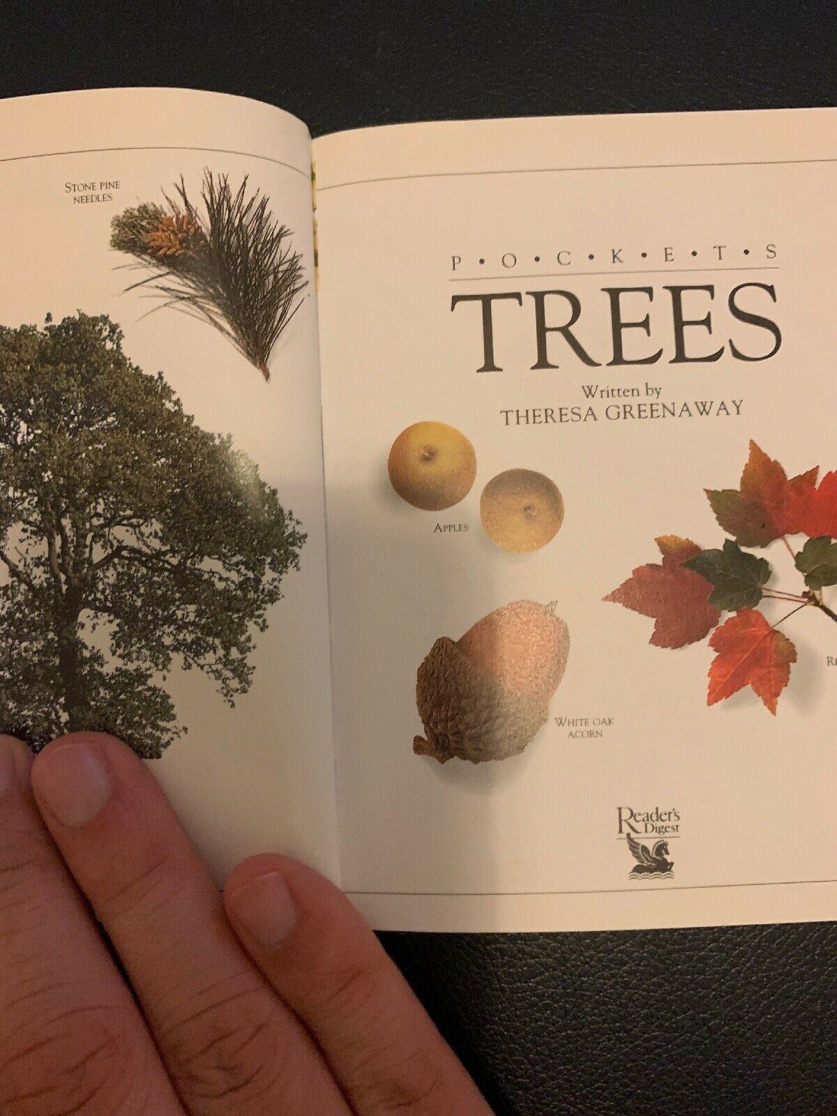 Pockets: Trees, Theresa Greenaway, Used; Good Book