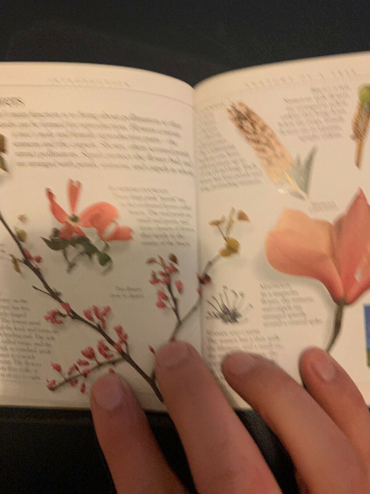 Pockets: Trees, Theresa Greenaway, Used; Good Book