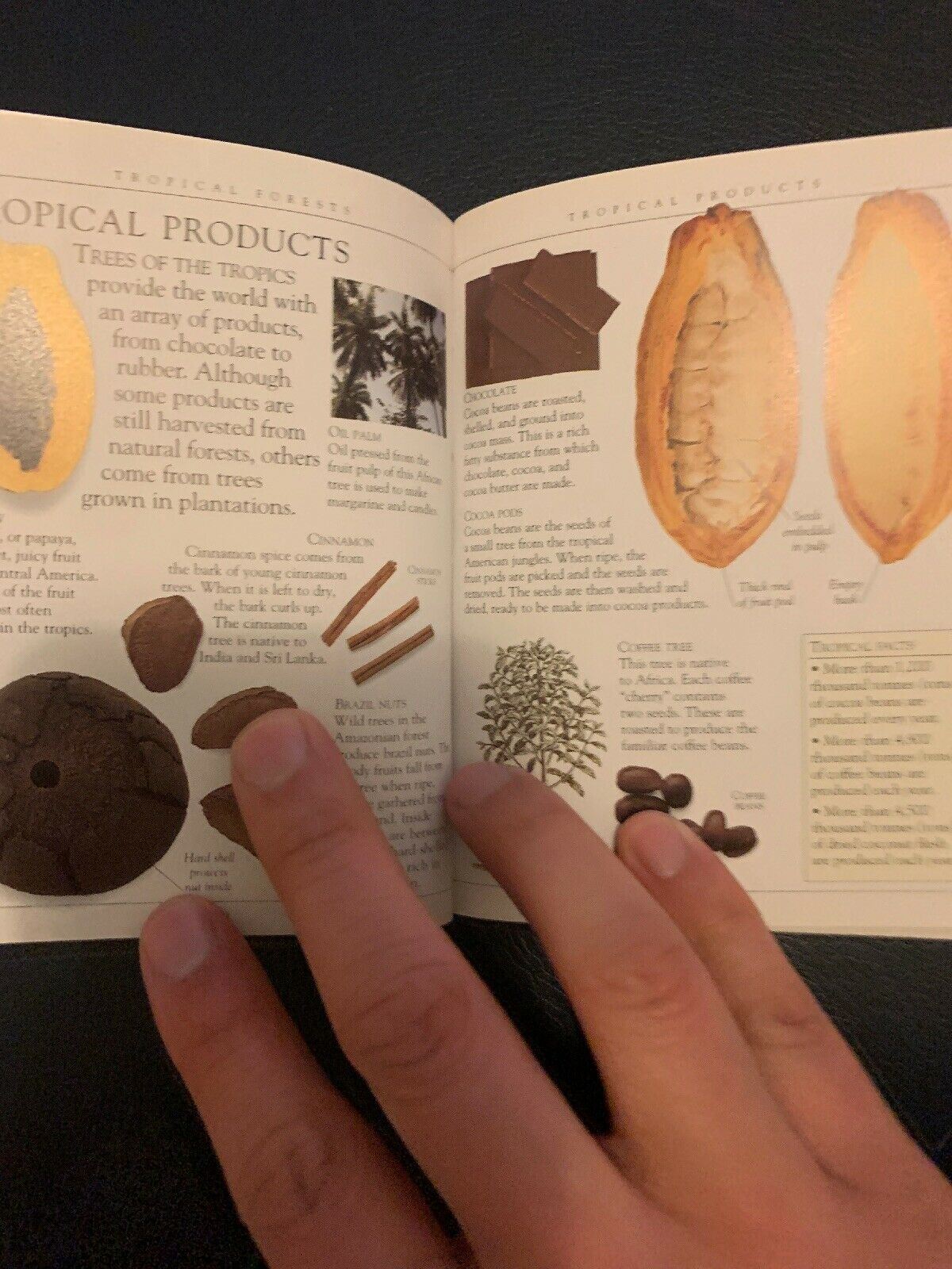 Pockets: Trees, Theresa Greenaway, Used; Good Book
