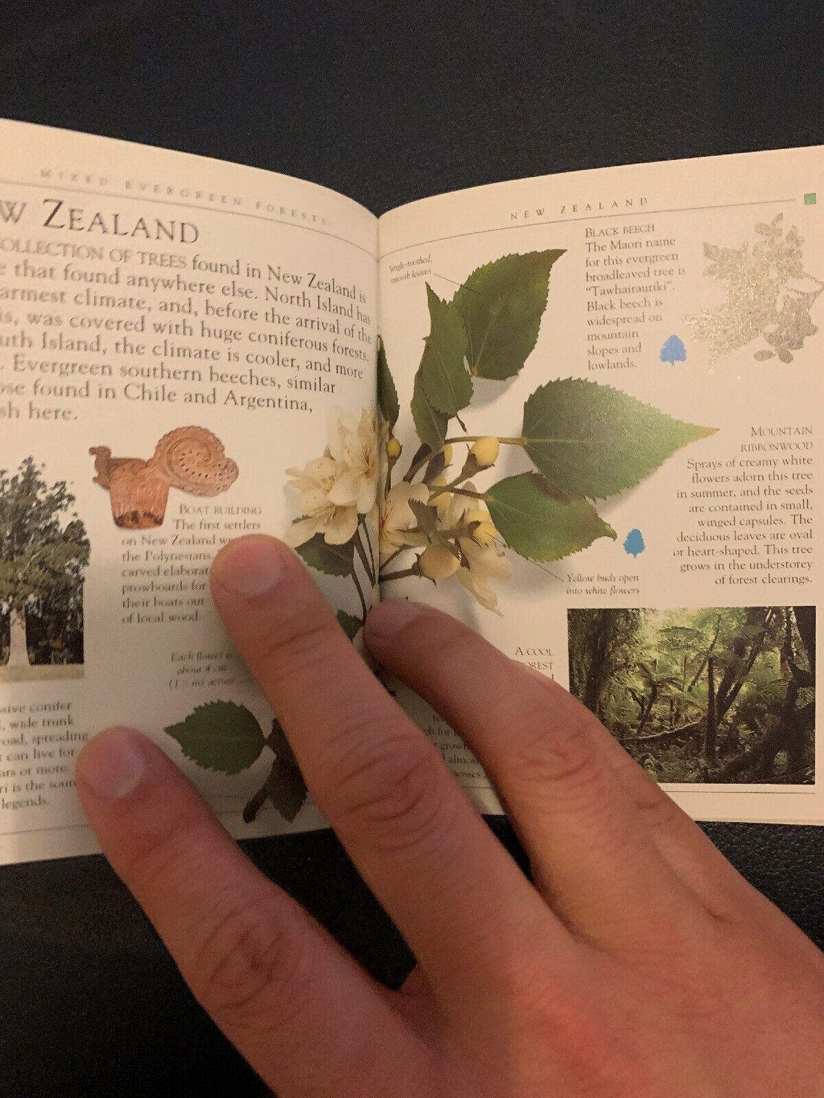 Pockets: Trees, Theresa Greenaway, Used; Good Book