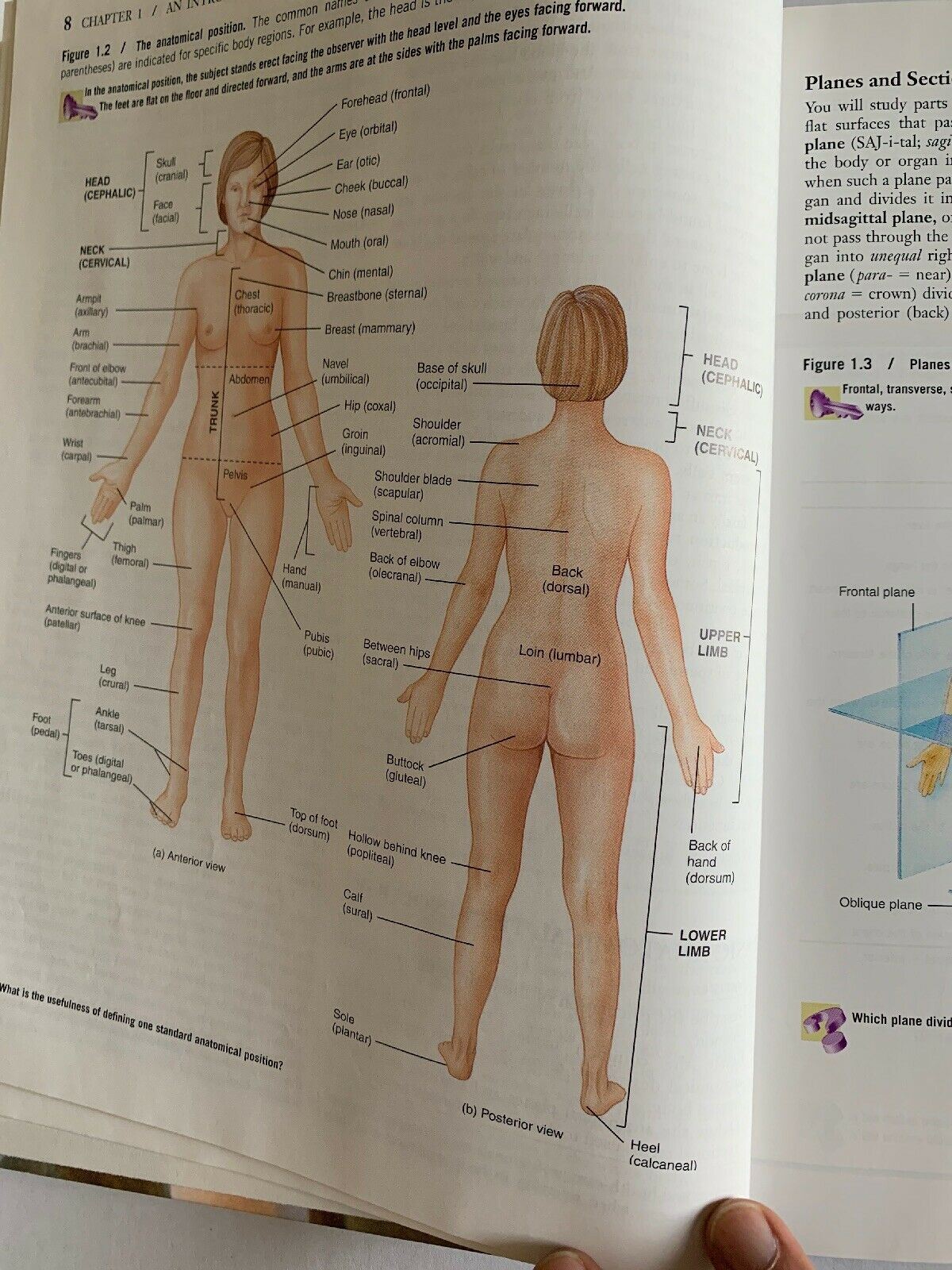 Principles Of Human Anatomy By Gerald J. Tortora 9th Edition