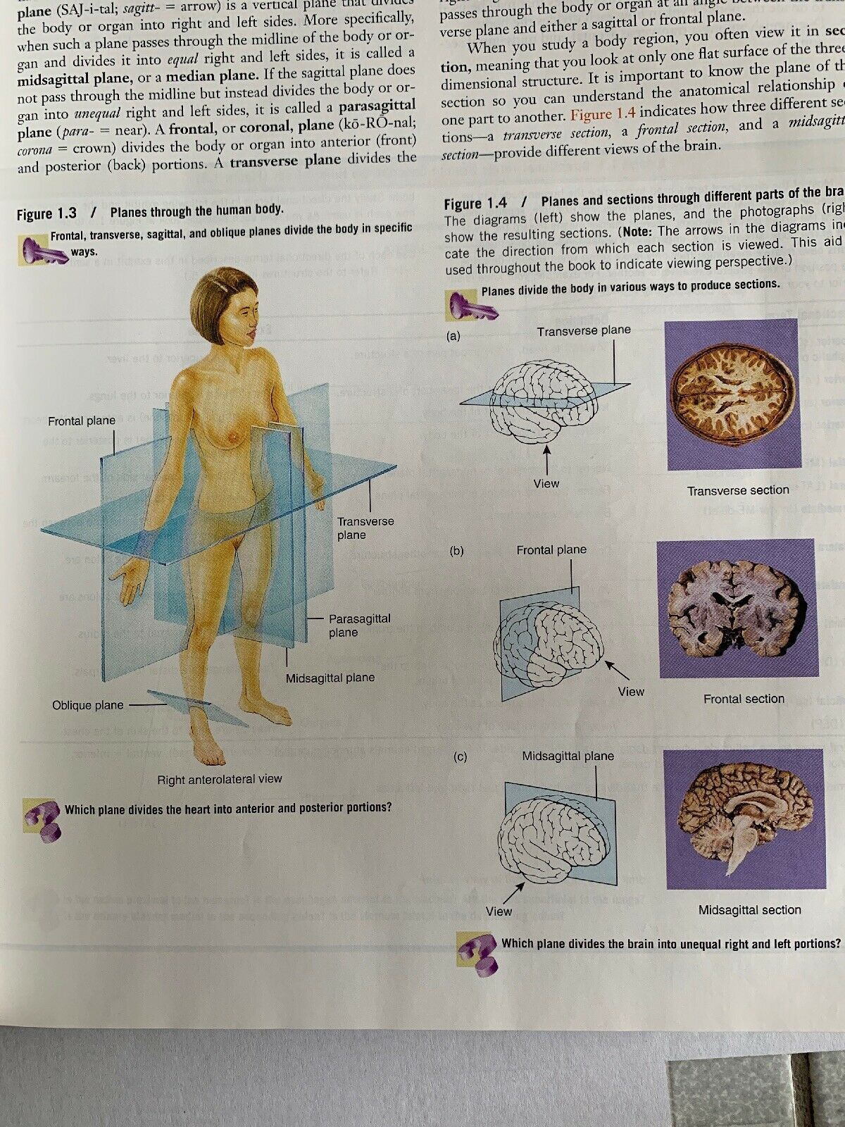 Principles Of Human Anatomy By Gerald J. Tortora 9th Edition