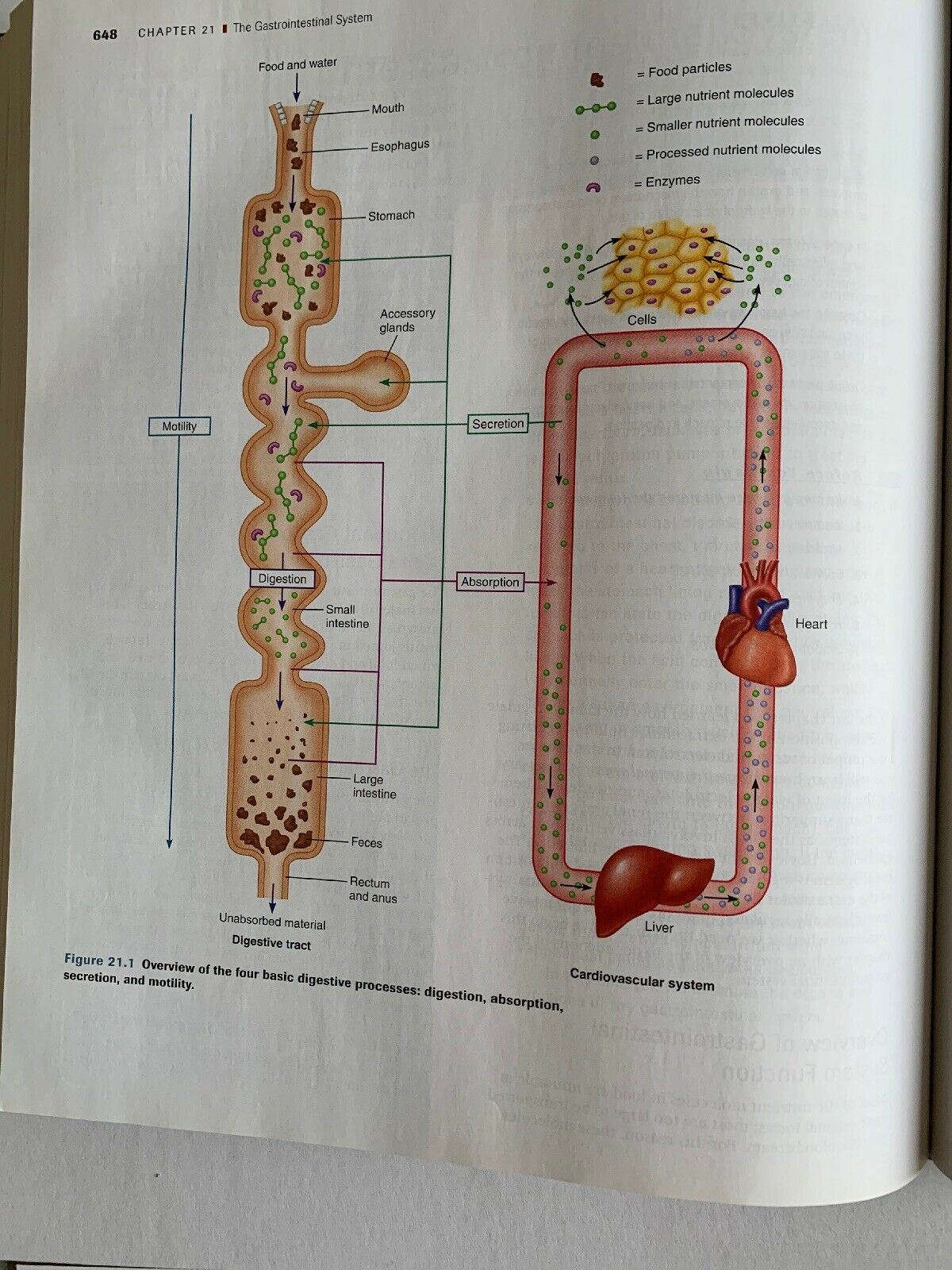Principles of Human Physiology: Second Edition By William J. Germann, Cindy