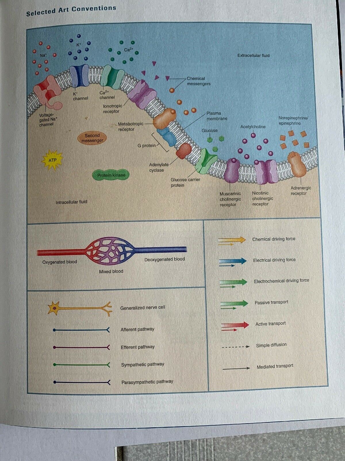 Principles of Human Physiology: Second Edition By William J. Germann, Cindy