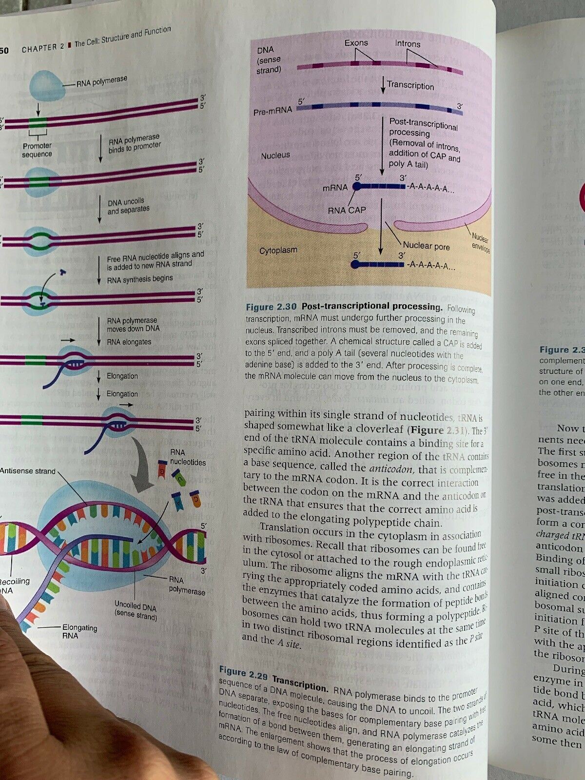 Principles of Human Physiology: Second Edition By William J. Germann, Cindy