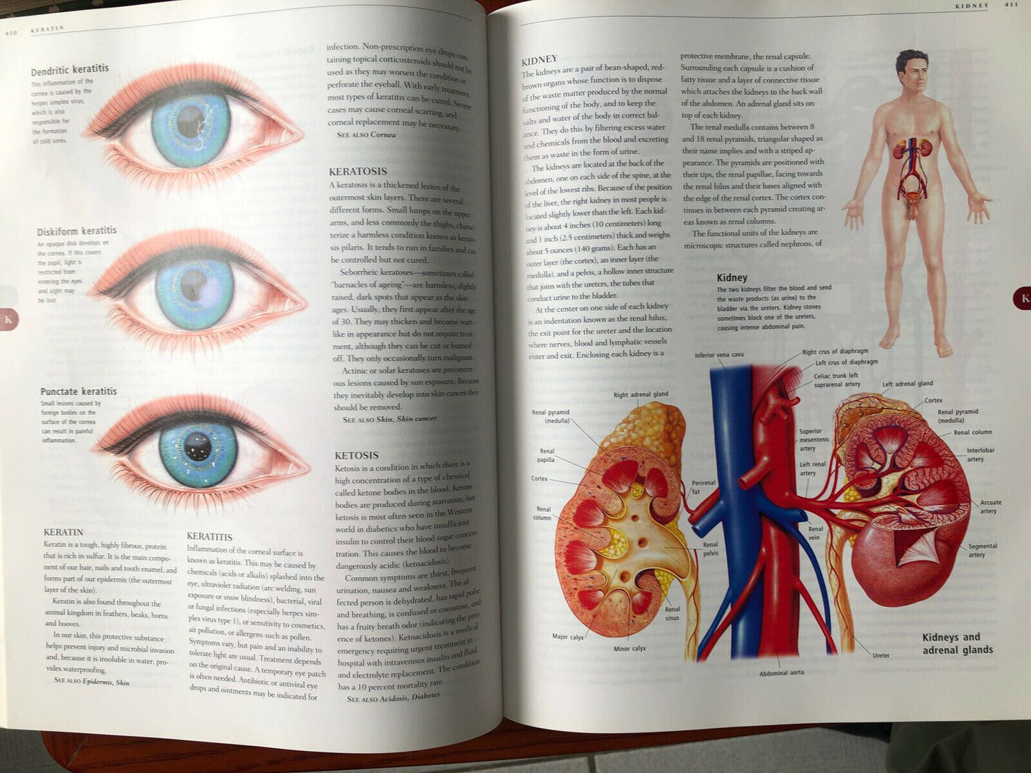 Anatomy ANATOMICA Visual Encyclopedia to the Human Body + CD-ROM