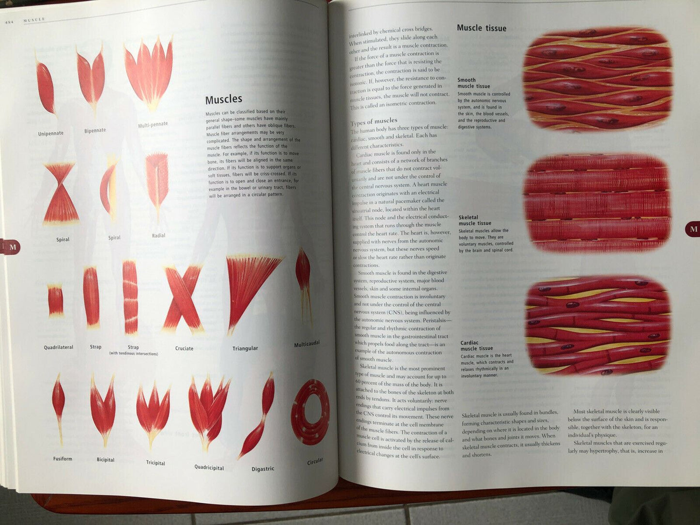 Anatomy ANATOMICA Visual Encyclopedia to the Human Body + CD-ROM