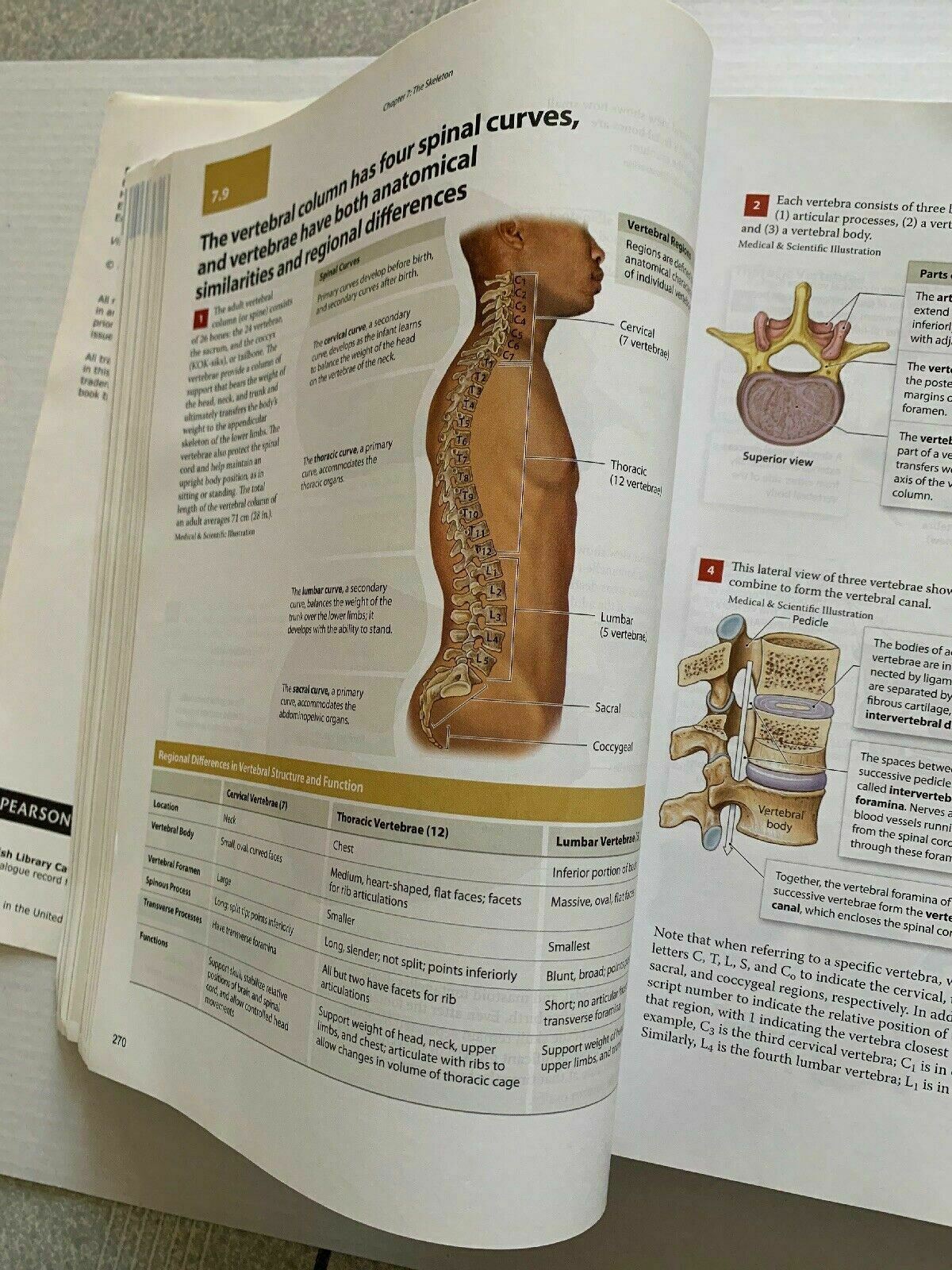 Visual Anatomy & Physiology By Martini Ober Nath (1st Edition) 2014