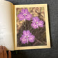 Blooms of the Australian Wilderness by Leo Meier Dennis Hearne 1984 Hardcover