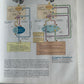 Biological Psychology by S. Marc Breedlove, Mark R. Rosenzweig, Neil V....