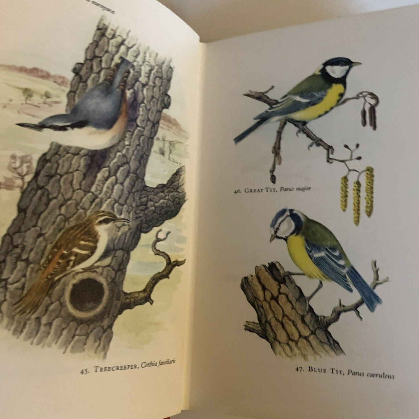 Birds In Colour by Bruce Campbell - Hardcover 1968