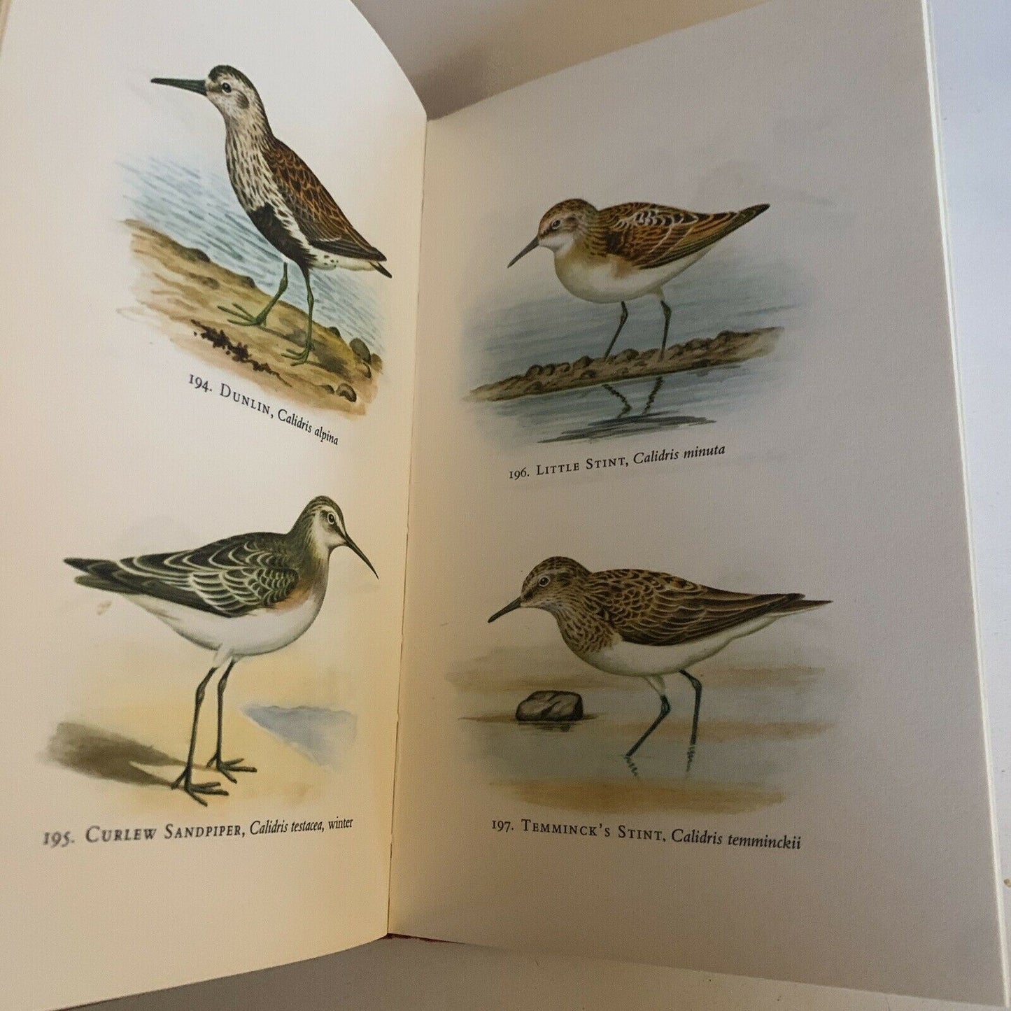 Birds In Colour by Bruce Campbell - Hardcover 1968