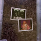 Tori Amos - Welcome To Sunny Florida (DVD & CD, 2-Discs) All Regions