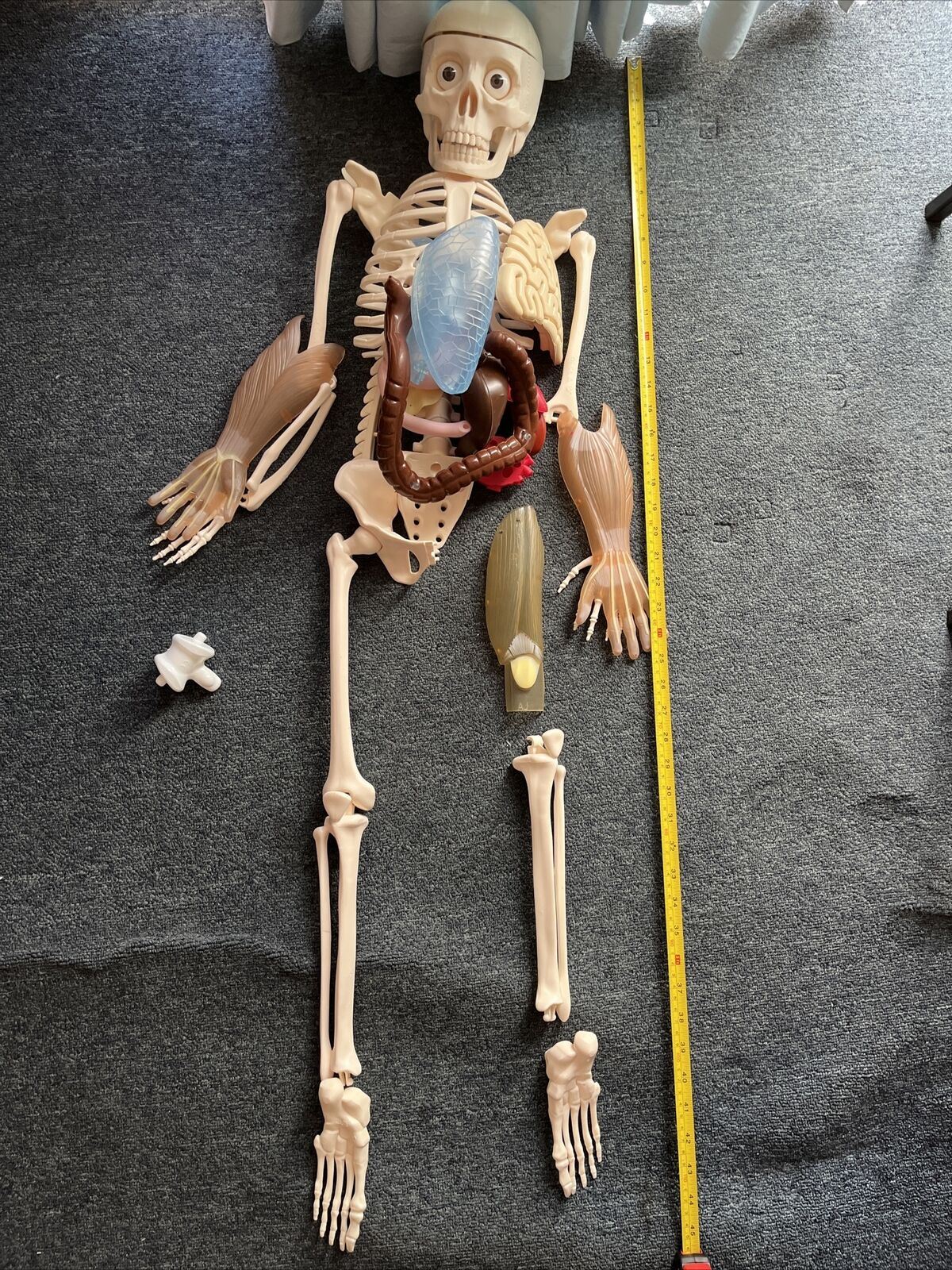 Human Skeleton Incomplete 115cm Tall