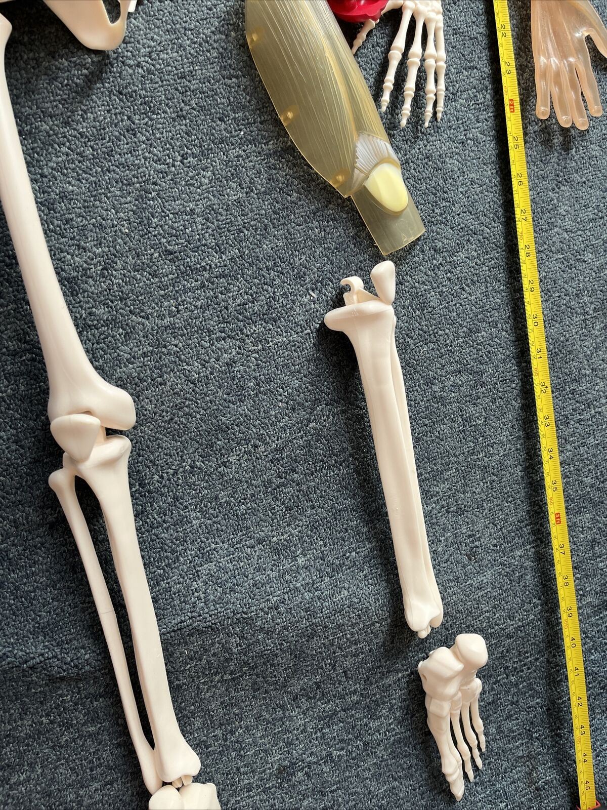 Human Skeleton Incomplete 115cm Tall