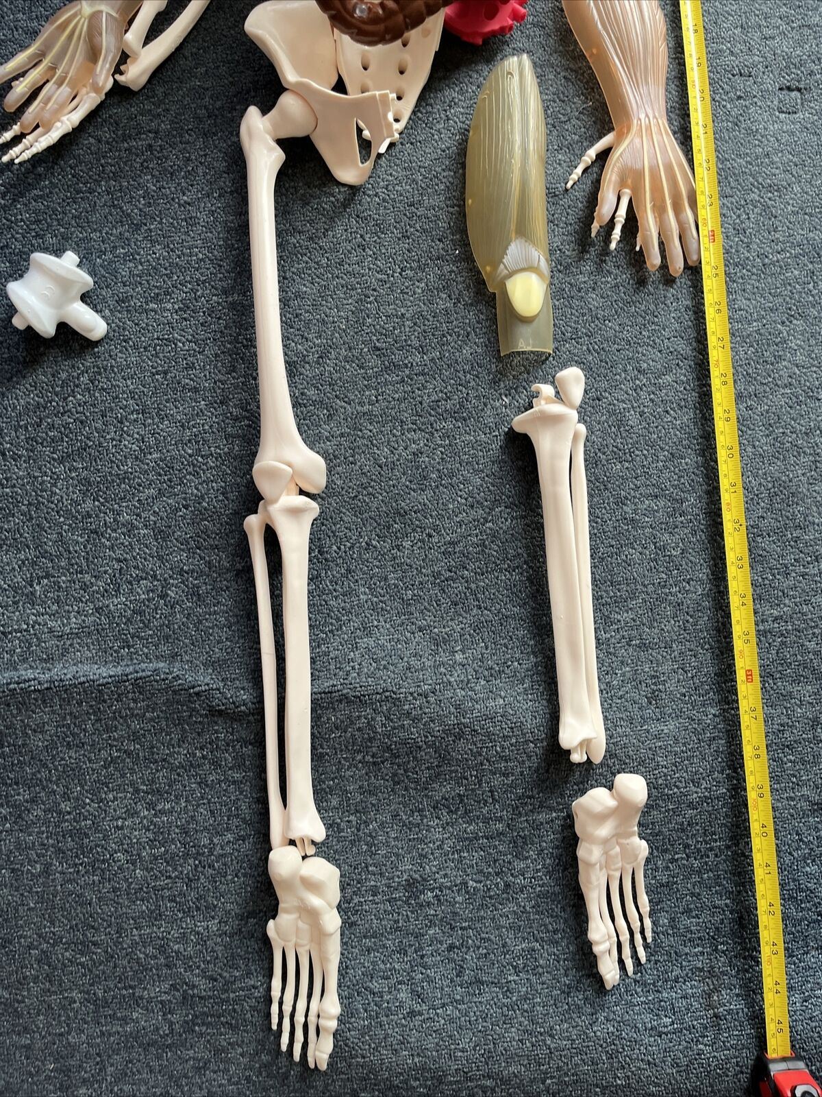 Human Skeleton Incomplete 115cm Tall