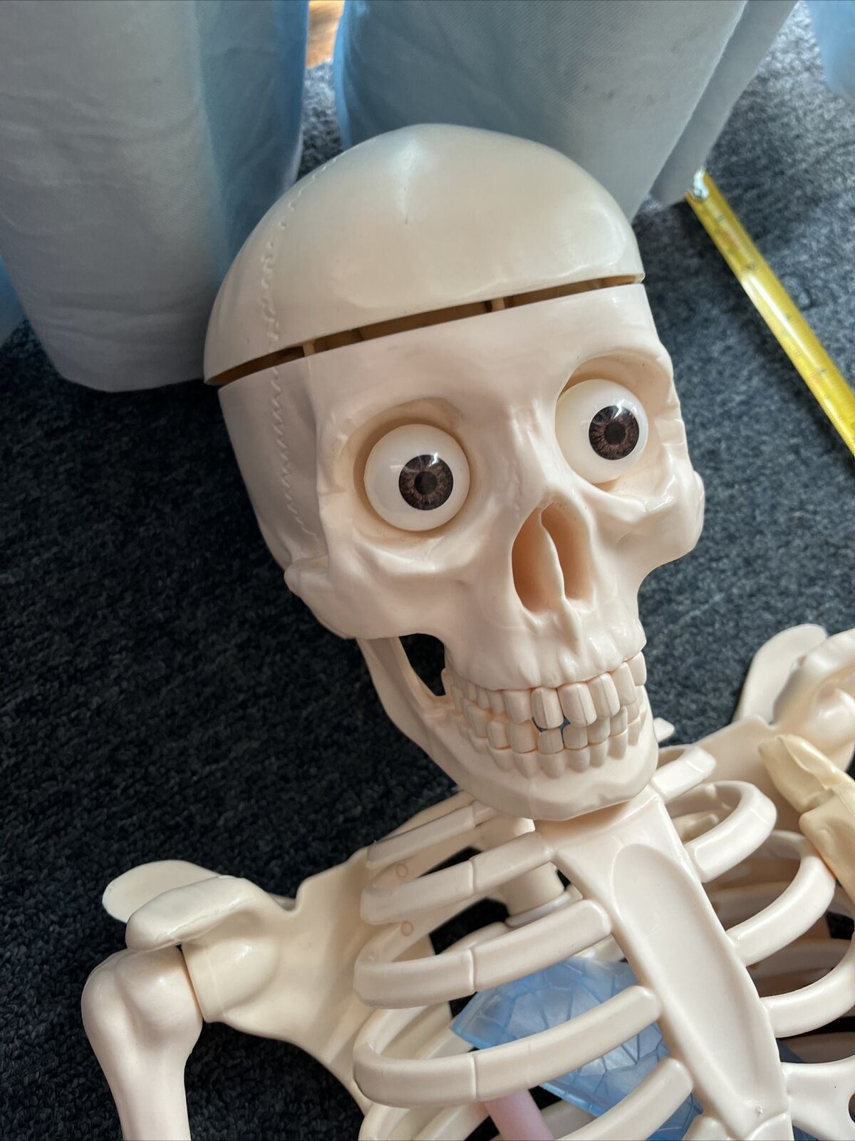 Human Skeleton Incomplete 115cm Tall