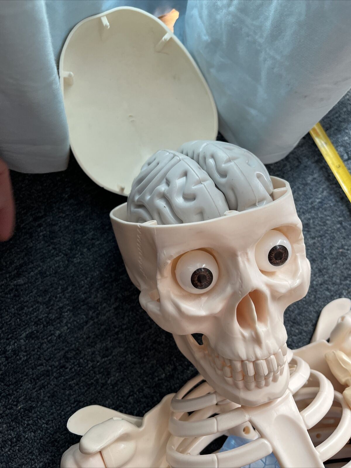 Human Skeleton Incomplete 115cm Tall