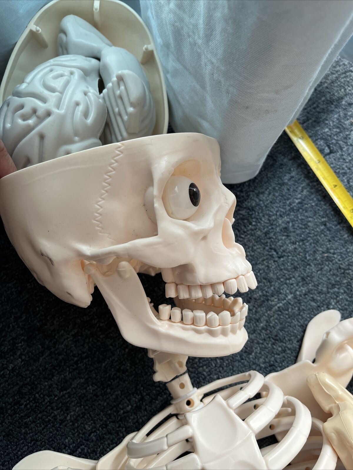 Human Skeleton Incomplete 115cm Tall