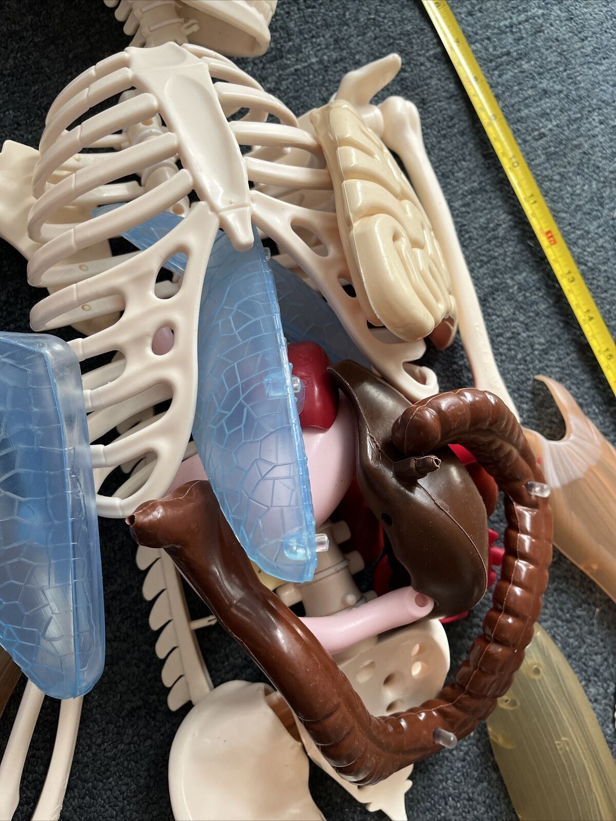 Human Skeleton Incomplete 115cm Tall