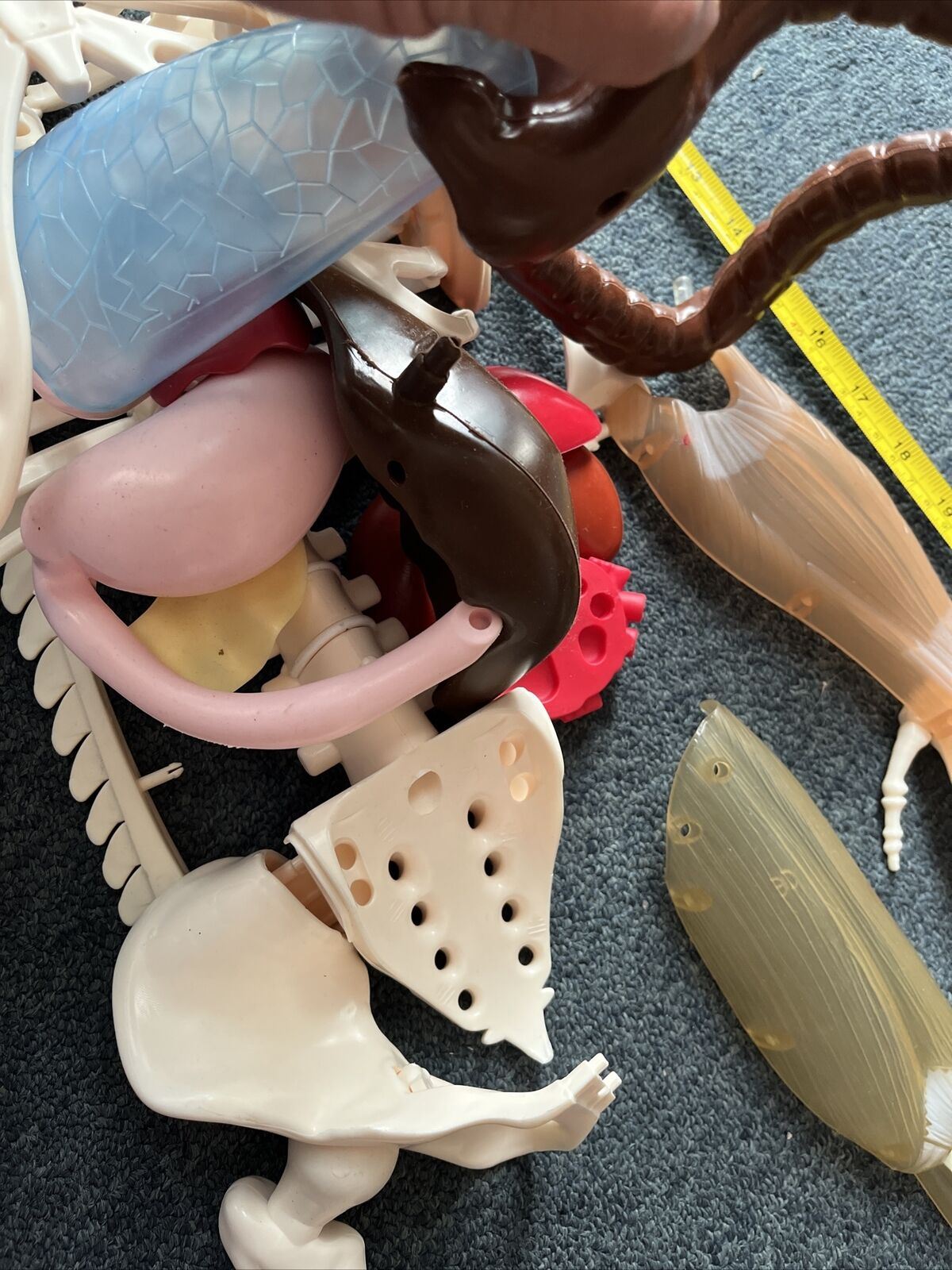 Human Skeleton Incomplete 115cm Tall