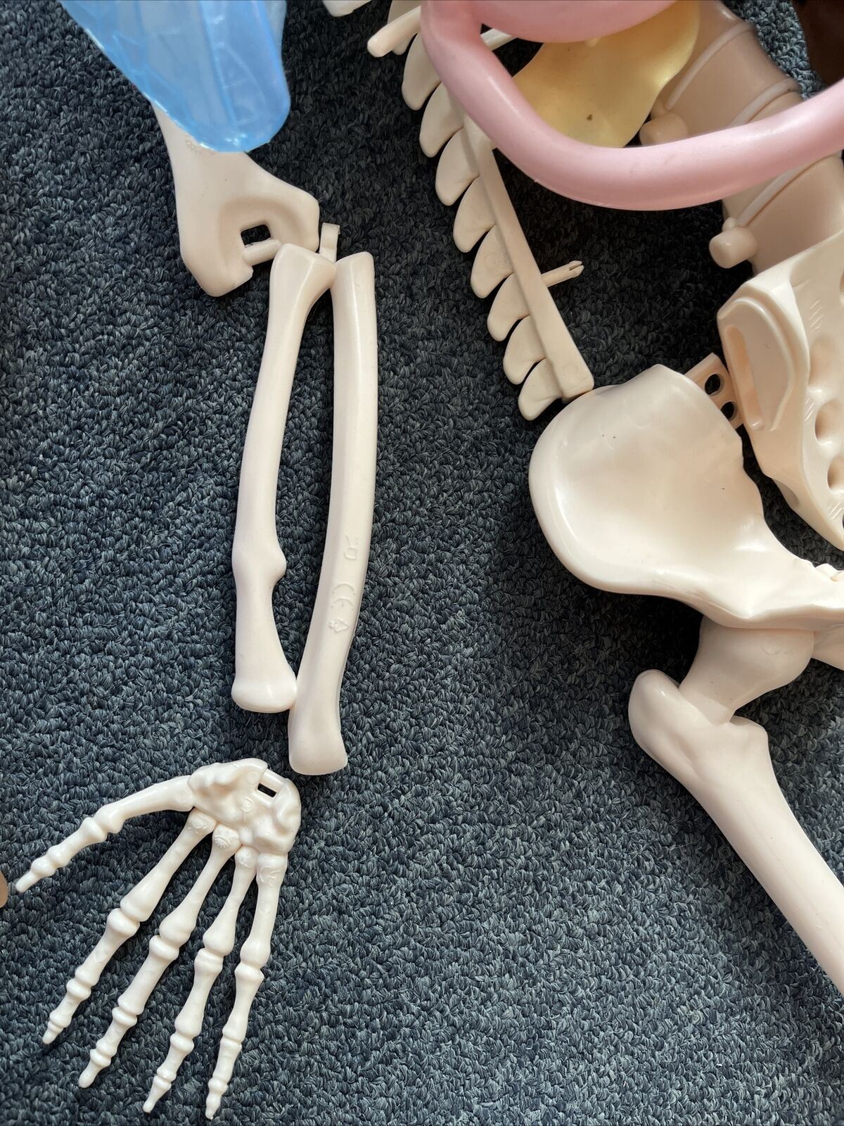 Human Skeleton Incomplete 115cm Tall