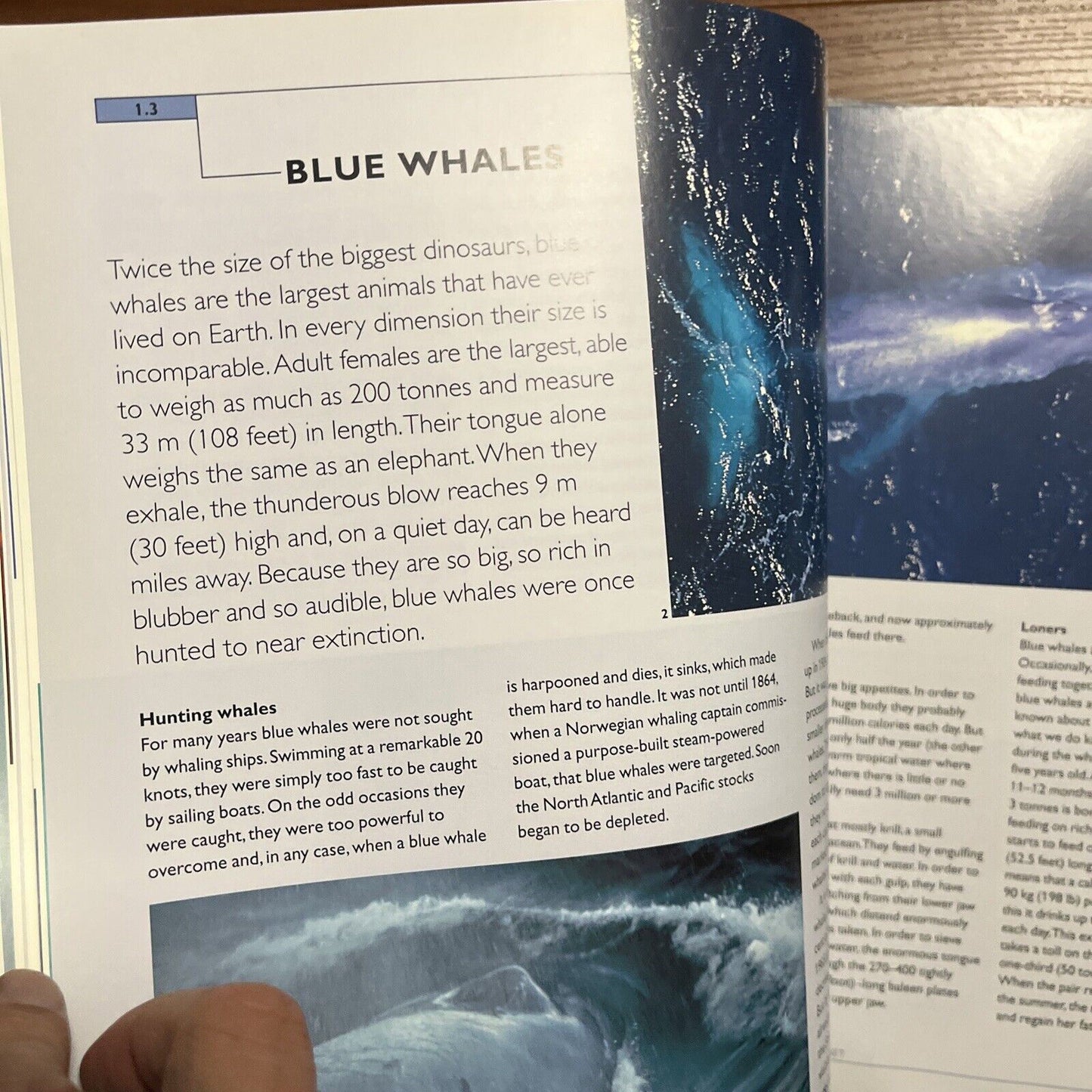 BBC The Blue Planet -  A Natural History Of The Oceans (Hardcover, 2001)