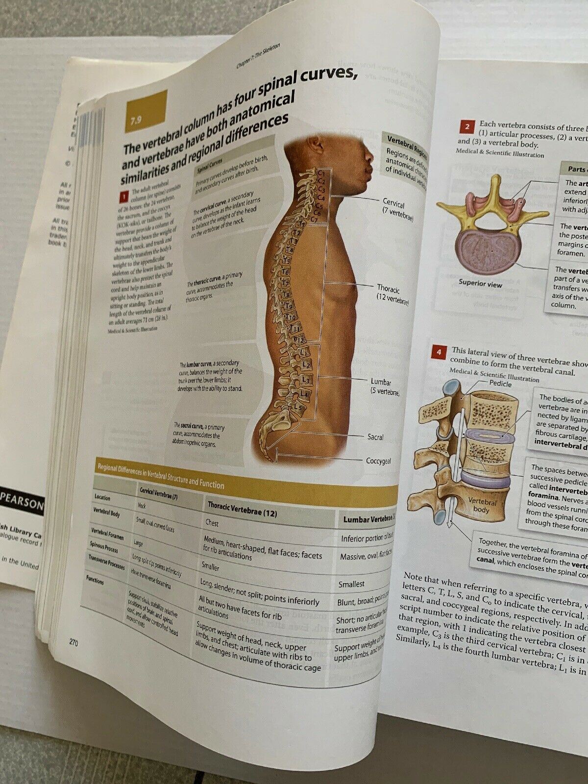 Visual Anatomy & Physiology By Martini Ober Nath (1st Edition) 2014