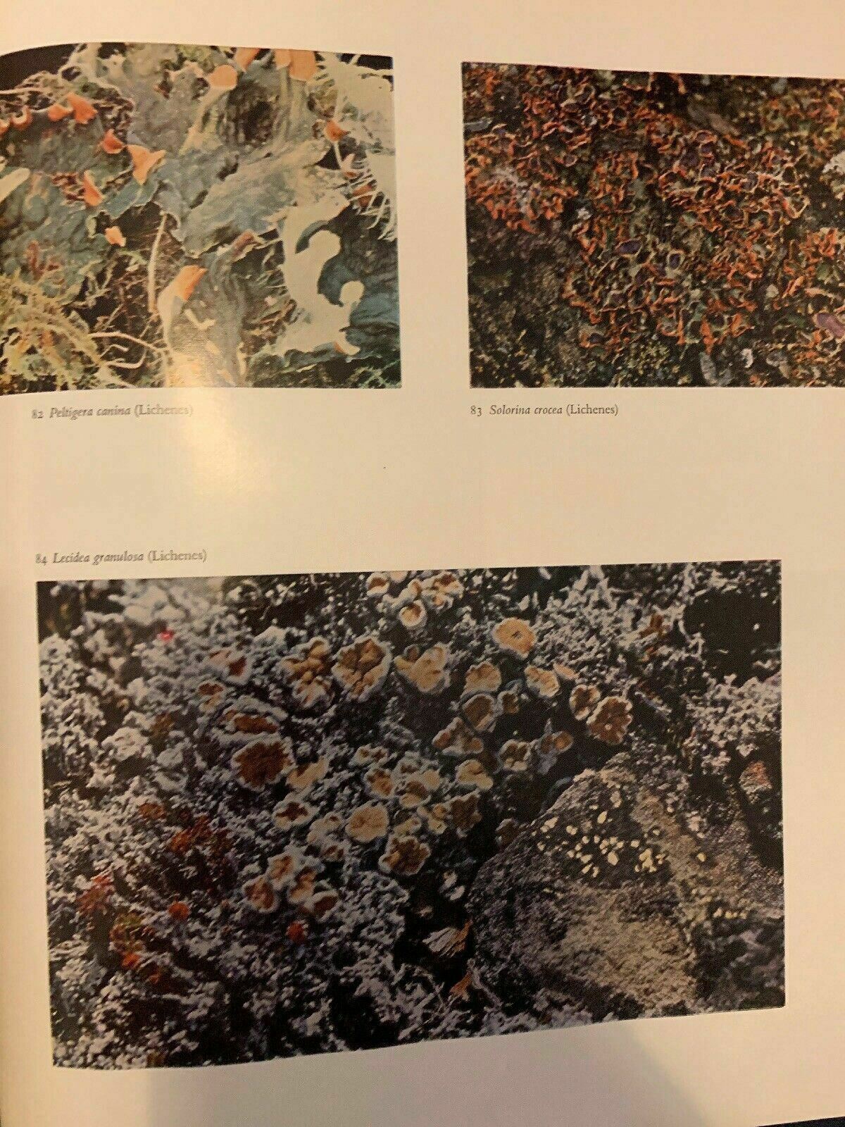 Plants Of The World: The Lower Plants by K.B.Boedijn 1968 Hardcover First Editio