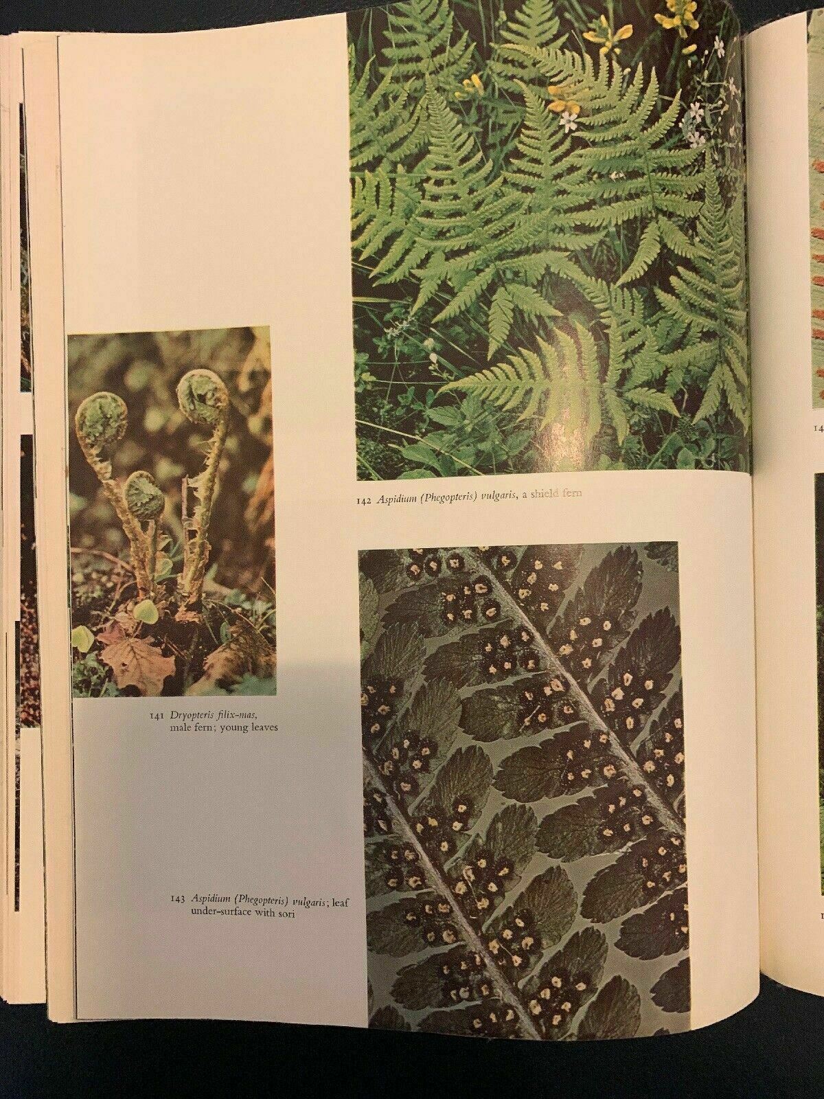 Plants Of The World: The Lower Plants by K.B.Boedijn 1968 Hardcover First Editio