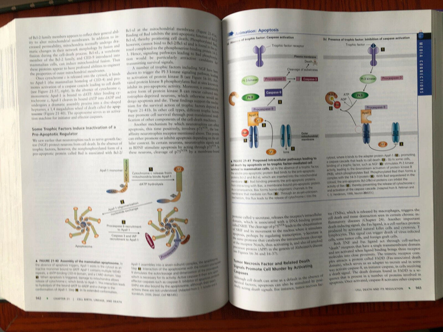 Molecular Cell Biology by Harvey Lodish