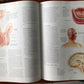 Anatomy ANATOMICA Visual Encyclopedia to the Human Body + CD-ROM