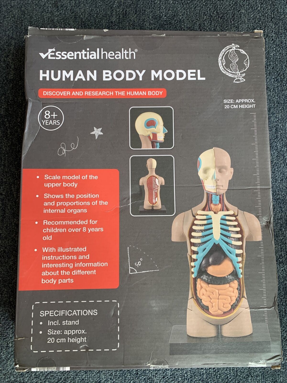 Essential Health - Human Body Anatomy Model - Upper Body Internal Organs