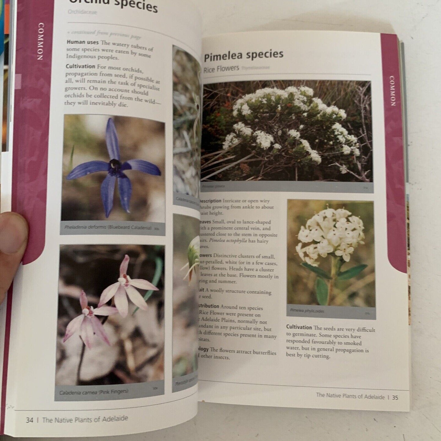 The Native Plants of Adelaide 2010 Paperback