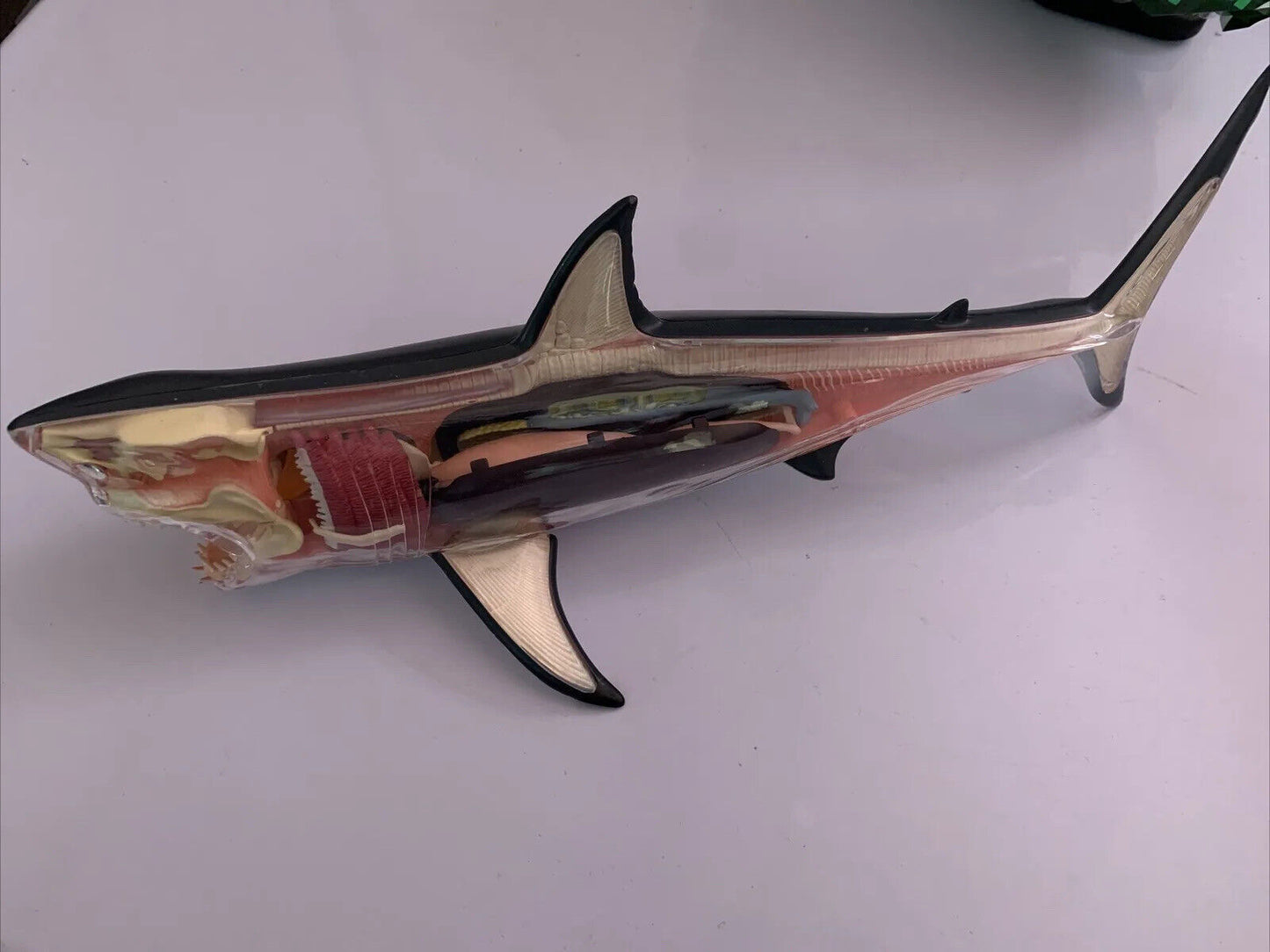 Great White Shark Anatomy Model 33cm