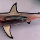 Great White Shark Anatomy Model 33cm