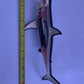 Great White Shark Anatomy Model 33cm