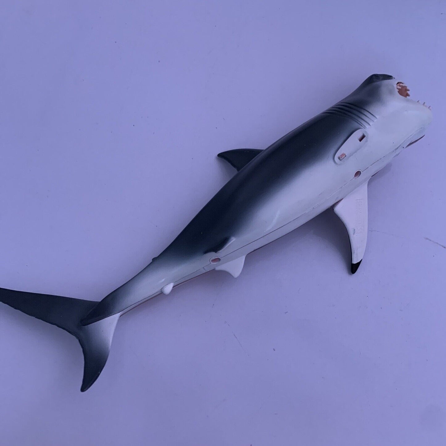 Great White Shark Anatomy Model 33cm